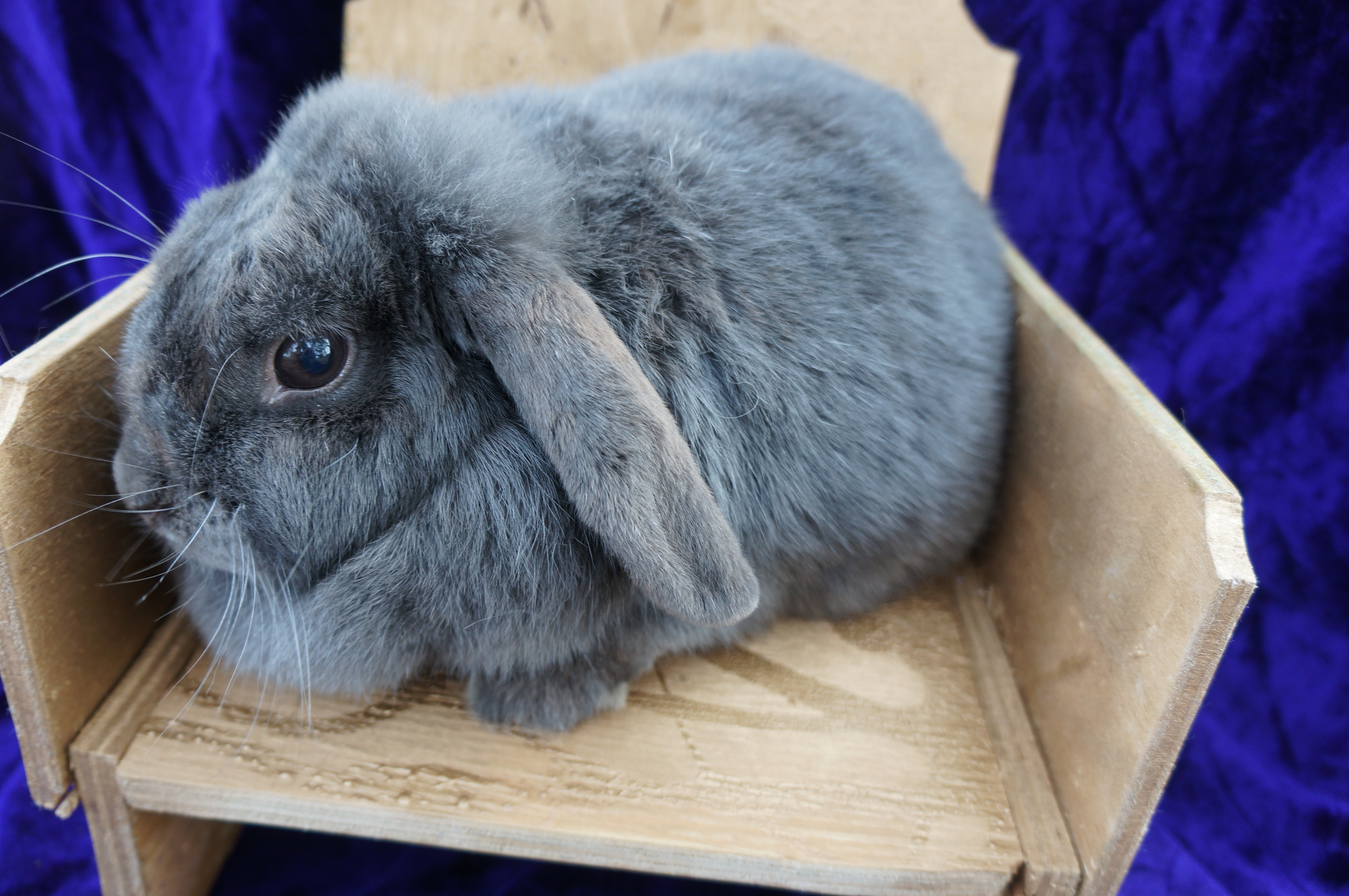blue mini lop rabbits for sale